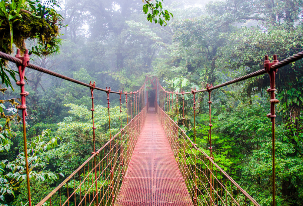 Monteverde Nebelwald